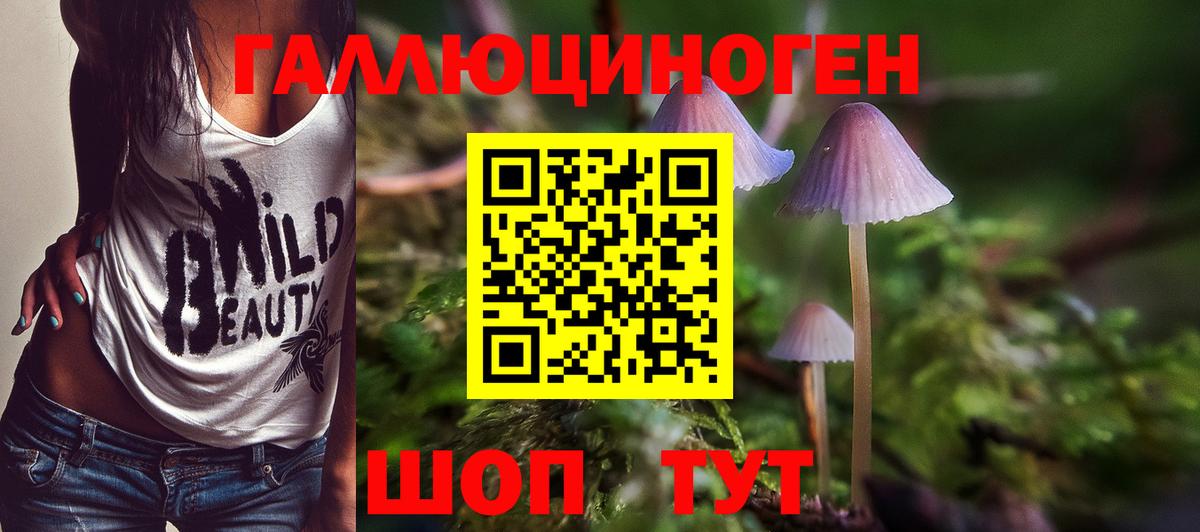 Ачхой-Мартан  Псилоцибиновые грибы Psilocybine cubensis  Вход с VPN 